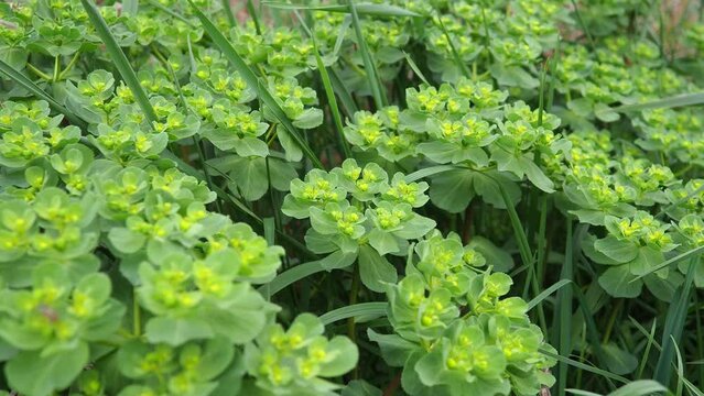 Euphorbia, flowering plant, spurge, Euphorbiaceae. Euphorbia serrata, serrated Tintern spurge, sawtooth upright spurge. Perennial herb. At the ends of the branches are inflorescences of tiny flowers.