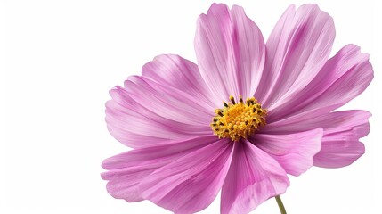 Translucent Cosmos Flower Close-up Isolated on White Background Generative AI