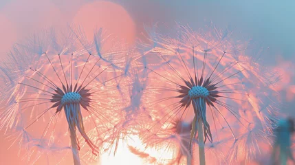 Foto op Plexiglas Flor de dente-de-leão em tons de pêssego, com a luz sendo refletida por trás © Raul