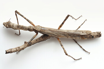 Large brown stick insect on a white background - obrazy, fototapety, plakaty