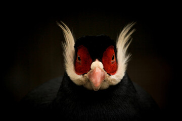 Blue eared pheasant portrait dark background