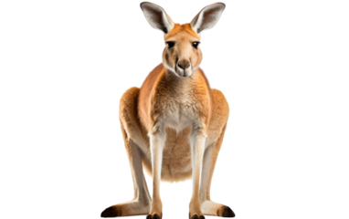 Kangaroo balancing on hind legs, displaying strength and agility