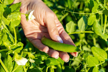 a man plucks a pea pod from a branch.