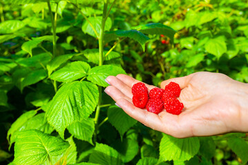 a man holds a ripe raspberry on his palm