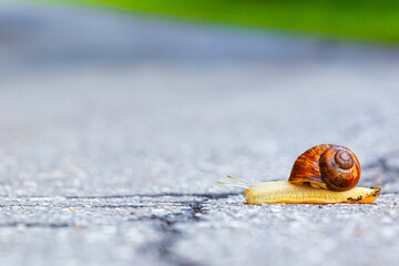 a snail with a shell on its back crawls across the road, close-up