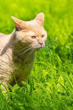 fawn cat on a background of green grass, vertical photo