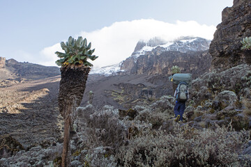 A porter carries the goods to the next camp site along the Lemosho route on Mount kilimanjaro.