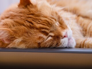 A Portrait of a sleeping ginger Maine Coon cat. Close-up.