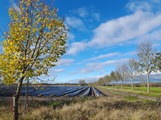 Herbstliche Landschaft mit Spargelfeld