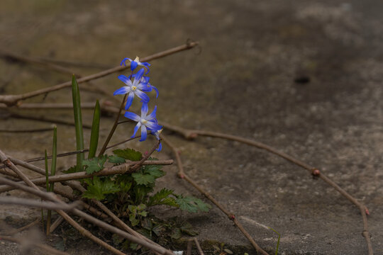 Aufnahme eines Fr&uuml;hbl&uuml;hers, den zweibl&auml;ttrigen Blaustern.