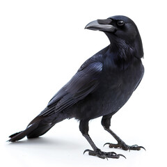 Naklejka premium crow on a white background