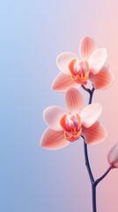 Peach Cobalt Orchid gradient background barely noticeable thin grainy noise texture, minimalistic design pattern backdrop 