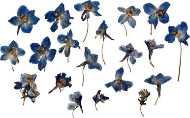 Pressed blue flowers