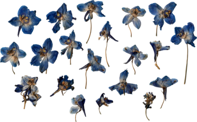 dried pressed blue flowers cutout png