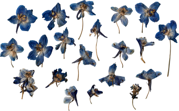 dried pressed blue flowers cutout png