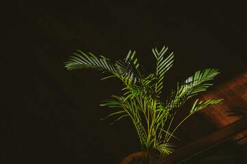 palm tree plant in the light