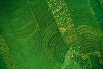 Drone photography of farmland looking down
