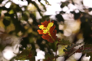 foglia di quercia in autunno nel bosco