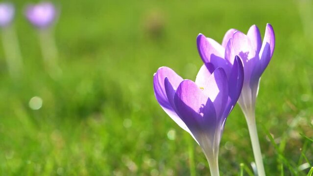 Filmmaterial einer Krokus Blume im Fr&uuml;hling auf gr&uuml;nem Gras bei Sonnenuntergang Deutschland
