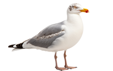 A lone seagull stands gracefully on a pristine white surface