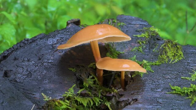 Two mushrooms and some small ferns grow out from inside a rotting stump during a summer shower in our woods in Windsor in Upstate NY