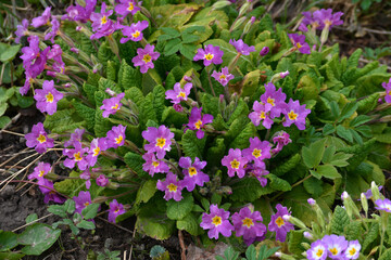 Spring, primrose bloom.