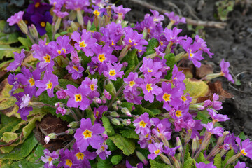 Spring, primrose bloom.