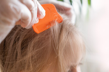 Close-up child's head with female hands searching for lice and nits in hair, combing through with orange comb for removal, Medical Examination - obrazy, fototapety, plakaty