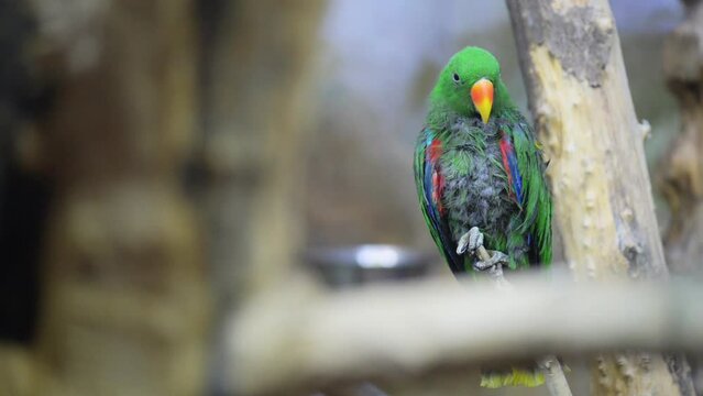 eclectus parrot (Eclectus roratus)