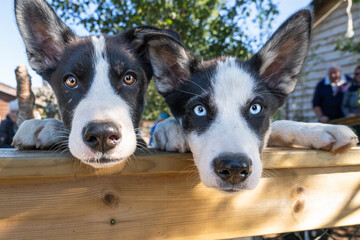 Two huskiy puppies at Husky Camp - Tromso Norway - 774329043