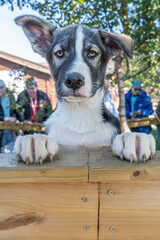 Husky puppy at Husky Camp - Tromso Norway - 774329053