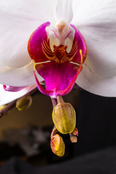 Close up of magenta and white orchid or orchis flower. Flowers from latin family Orchidaceae. Macro photo.
