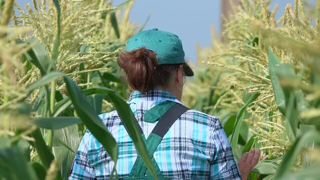 Female farmer is walking on the corn field and examining corn stems 