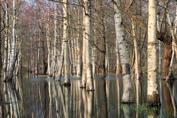 Reflection of trees in water. Spring flood. Park flooding.