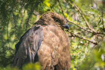 Buzzard sitting in a tree and hidden behind branches