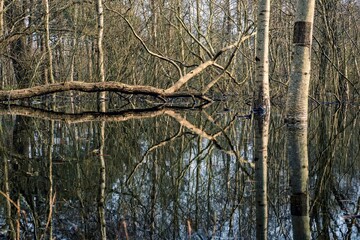 Reflection of trees in water. Spring flood. Park flooding.