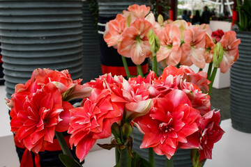 Bouquet of flowers. Keukenhof Park in the Netherlands.