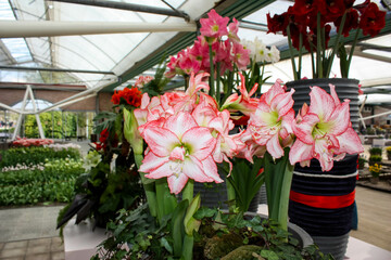 Bouquet of flowers. Keukenhof Park in the Netherlands.