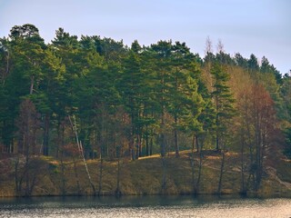 Mixed forest by the lake in the morning.
