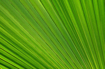 Nahaufnahme des Blattes einer Palme als grüne Pflanzentextur 