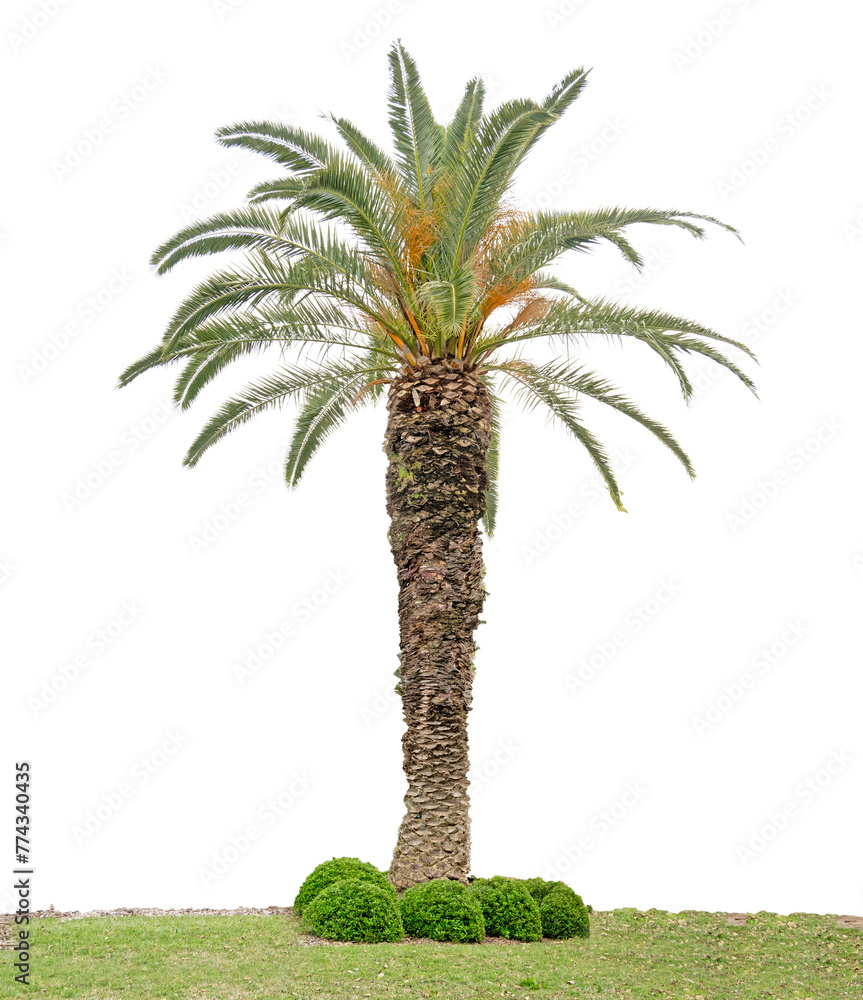 Wall mural Palm tree isolated on white background