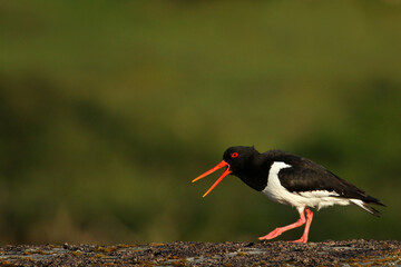 Oystercatcher