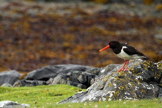 oyster catcher