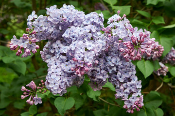 Moscow. Botanical Garden of Moscow State University. Bunch of lilacs