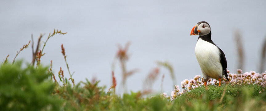 Puffin pano