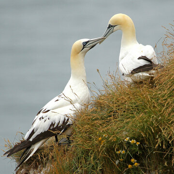 Gannets