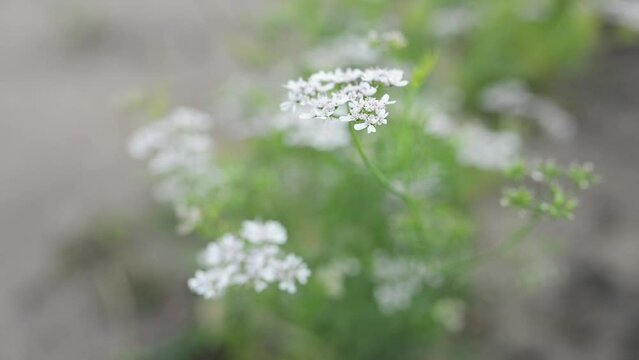Coriander is annual herb in family Apiaceae. It is Chinese parsley, dhania, or cilantro. All parts of plant are edible, but fresh leaves and dried seeds