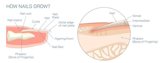 Structure and diagram of finger nail. Cross section and anatomy of nail vector illustration. Biology students study material and graphic lessons of nail anatomy. - obrazy, fototapety, plakaty