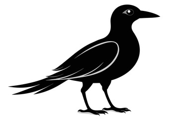 ilhouette color image,Echo bird ,vector illustration,white background