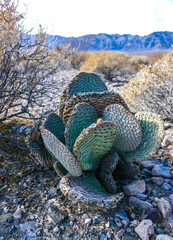 Dehydrated Beavertail cactus (Opuntia basilaris), prickly pear cactus, California, USA